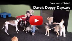 Dave's Doggy Daycare Video